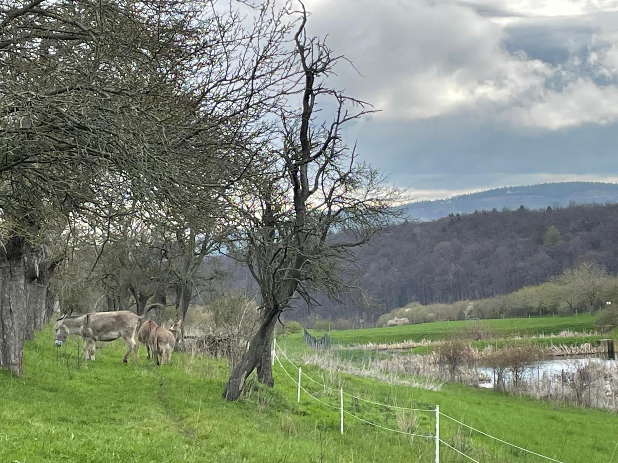 Ferienhof"Waldesel Rippersroda" エクステリア 写真