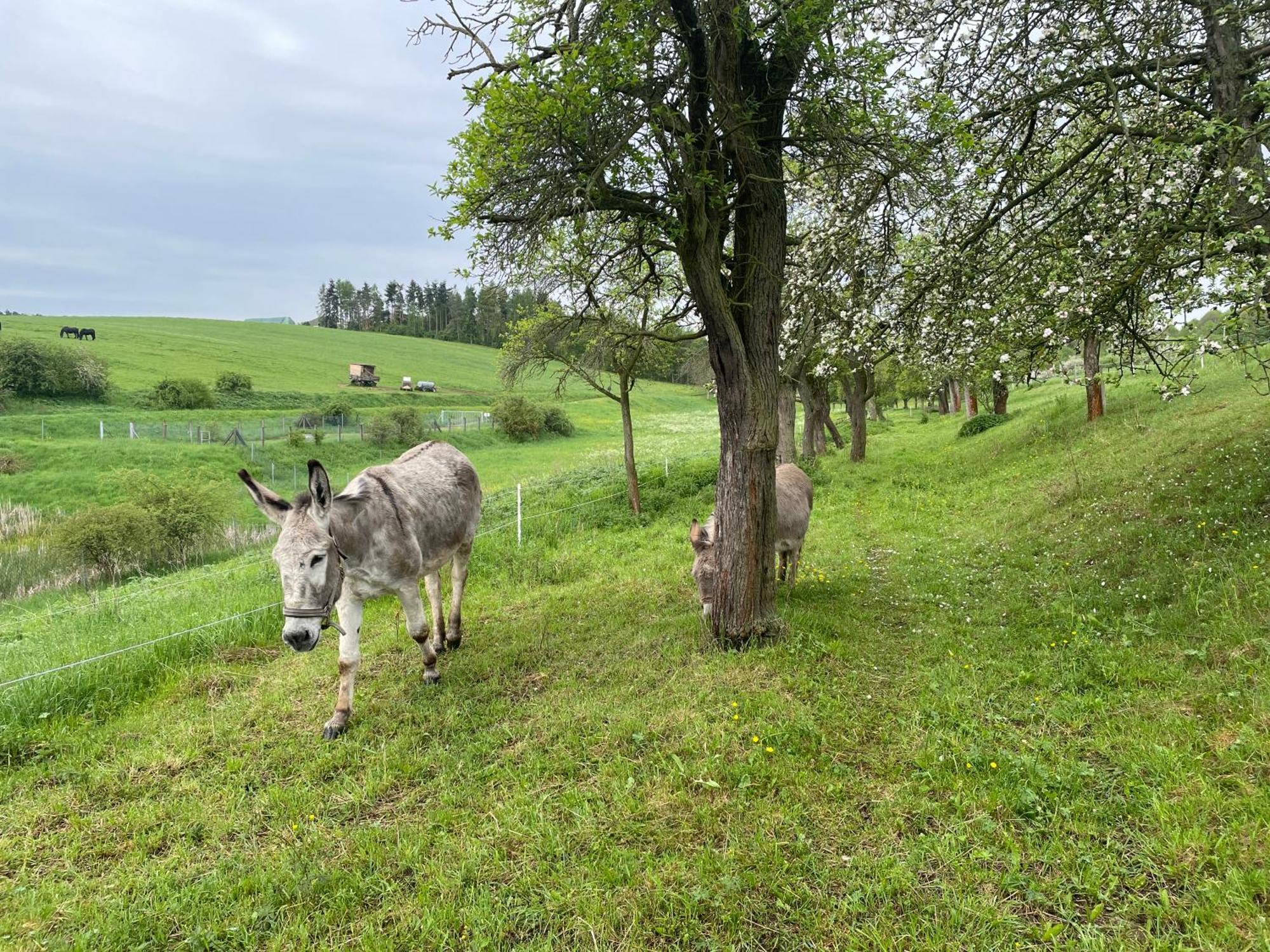 Ferienhof"Waldesel Rippersroda" エクステリア 写真